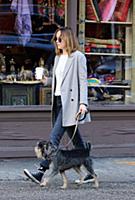 Actress Dakota Johnson walks her dog Zeppelin in t