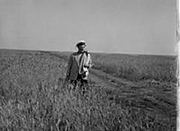 Кадр из фильма 'Иван Бровкин на целине', 1958. На 