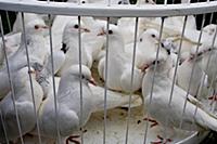 Празднование 14-летия радиостанции 'Серебряный дож