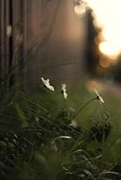Daisies at sunset