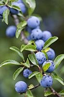 Blackthorn, Prunus spinosa, Abundant purple sloe b