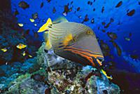 Triggerfish, 15 августа 2012.