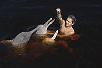Amazon River Dolphin (Inia geoffrensis) trio fed b