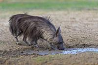 Brown Hyena (Hyaena brunnea) drinking from rain pu