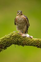 Eurasian Sparrowhawk (Accipiter nisus) adult male,