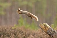 Eurasian Red Squirrel (Sciurus vulgaris) adult, le