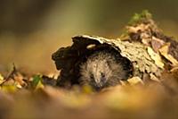 European Hedgehog (Erinaceus europaeus) adult, she