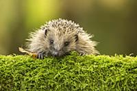 European Hedgehog (Erinaceus europaeus) adult, loo