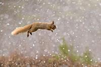 Eurasian Red Squirrel (Sciurus vulgaris) adult, wi