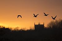 Pink-footed Goose (Anser brachyrhynchus) four, in 
