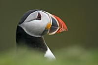 Atlantic Puffin (Fratercula arctica) adult, summer