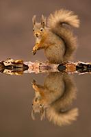 Eurasian Red Squirrel (Sciurus vulgaris) adult, si