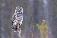 Great Grey Owl (Strix nebulosa) adult, perched on 