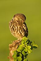Little Owl (Athene noctua) adult, looking down, pe