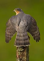 Eurasian Sparrowhawk (Accipiter nisus) adult male,