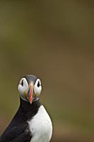 Atlantic Puffin (Fratercula arctica) adult, summer