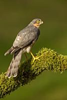 Eurasian Sparrowhawk (Accipiter nisus) adult male,
