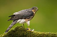 Eurasian Sparrowhawk (Accipiter nisus) adult male,