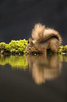 Eurasian Red Squirrel (Sciurus vulgaris) adult, dr