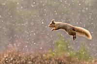 Eurasian Red Squirrel (Sciurus vulgaris) adult, le