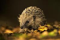 European Hedgehog (Erinaceus europaeus) adult, for