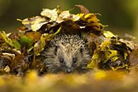 European Hedgehog (Erinaceus europaeus) adult, she