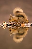 Eurasian Red Squirrel (Sciurus vulgaris) adult, wa
