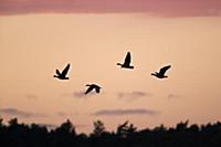 Pink-footed Goose (Anser brachyrhynchus) four, in 