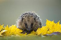 European Hedgehog (Erinaceus europaeus) adult, for