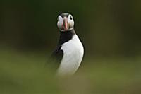 Atlantic Puffin (Fratercula arctica) adult, summer