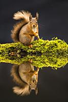 Eurasian Red Squirrel (Sciurus vulgaris) adult, si