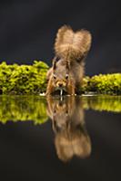 Eurasian Red Squirrel (Sciurus vulgaris) adult, dr