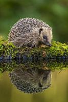 European Hedgehog (Erinaceus europaeus) adult, sta