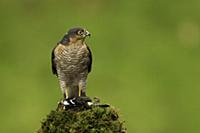 Eurasian Sparrowhawk (Accipiter nisus) adult male,