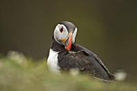 Atlantic Puffin (Fratercula arctica) adult, summer