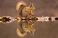 Eurasian Red Squirrel (Sciurus vulgaris) adult, si