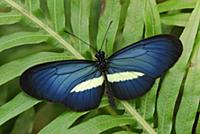 Crimson-patched Longwing (Heliconius erato) butter