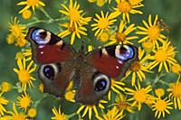 Peacock Butterfly (Inachis io) on flowers, Switzer