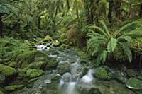 Creek flowing through temperate rainforest, Fjordl
