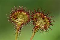 Common Sundew (Drosera rotundifolia), Switzerland