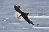 Steller's Sea Eagle (Haliaeetus pelagicus) flying,