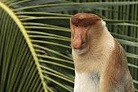 Proboscis Monkey (Nasalis larvatus) male in palm, 