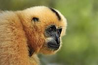 Buff-cheeked Gibbon (Nomascus gabriellae) female, 