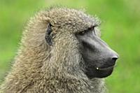 Olive Baboon (Papio anubis), Sweetwaters Game Rese