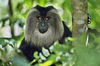 Lion-tailed Macaque (Macaca silenus), Western Ghat