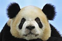 Giant Panda (Ailuropoda melanoleuca), Qinling Moun