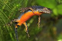 Alpine Newt (Ichthyosaura alpestris) male, Switzer