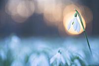 Хрупкая природа от Minden Pictures