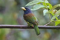 Great Barbet (Megalaima virens), Gaoligongshan Nat