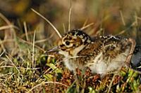Purple Sandpiper (Calidris maritima) chick, one-da